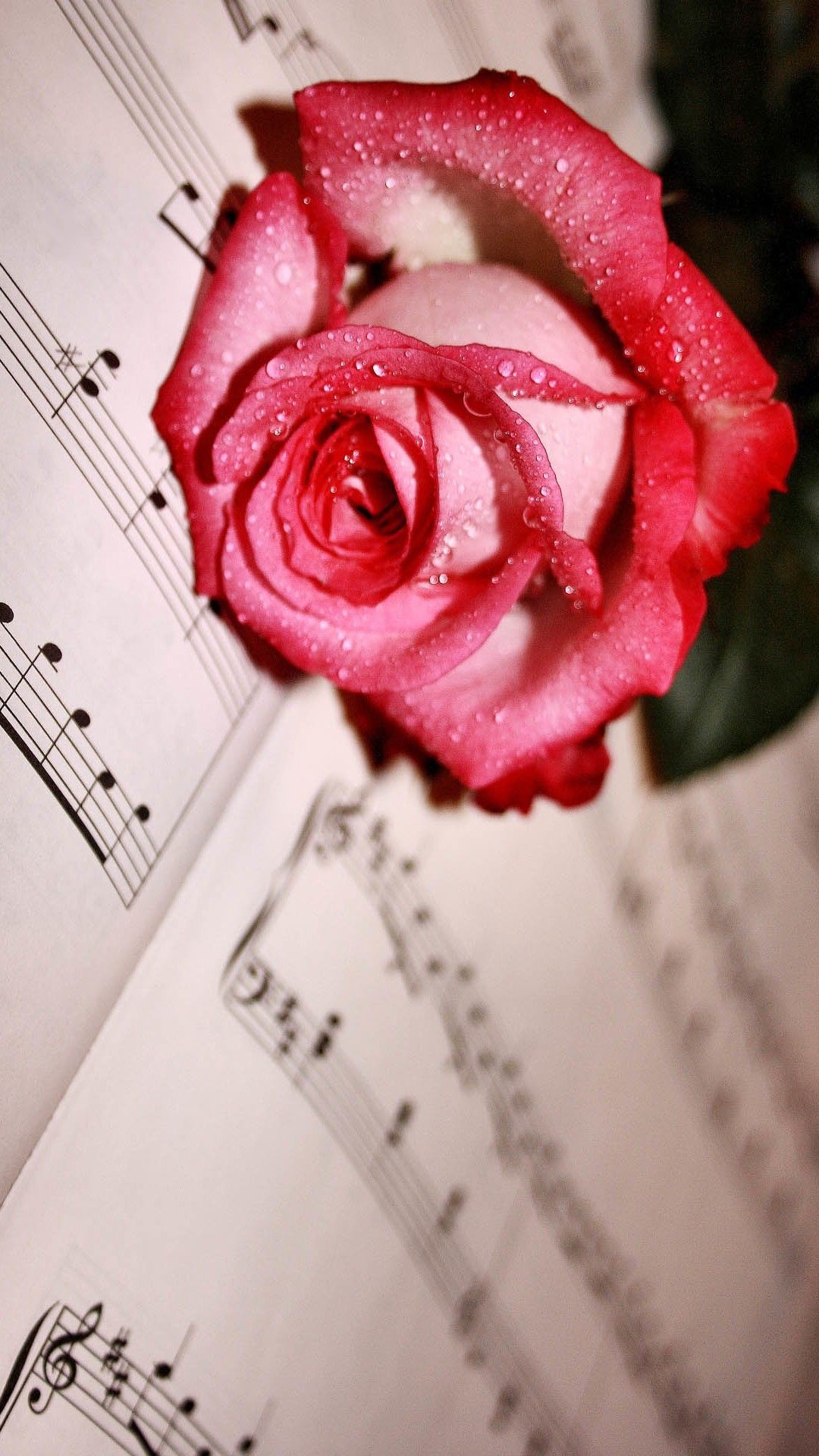 Dew Red Rose Lying Music Score Notes And