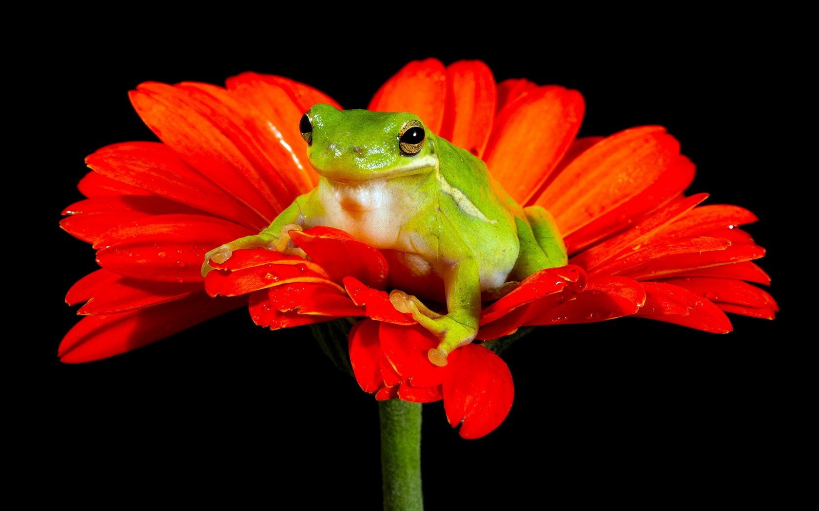Animal   Frog Wallpaper