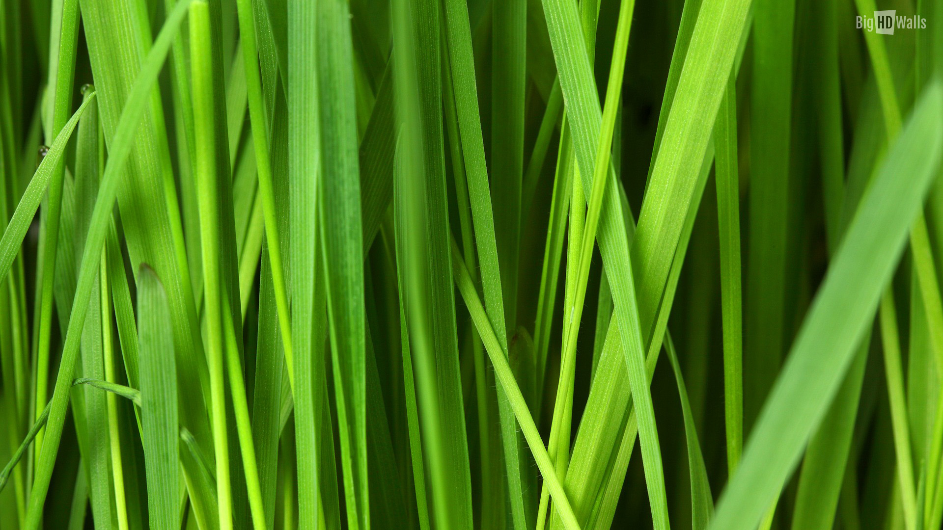 Green Leaves HD Wallpaper For Your Desktop Click On Image To Enlarge