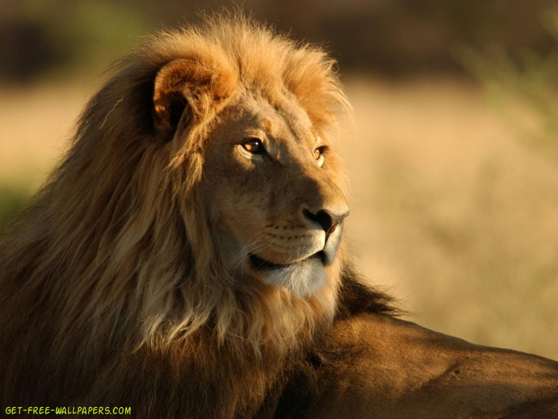 photograf lion king wallpapers 1152x864