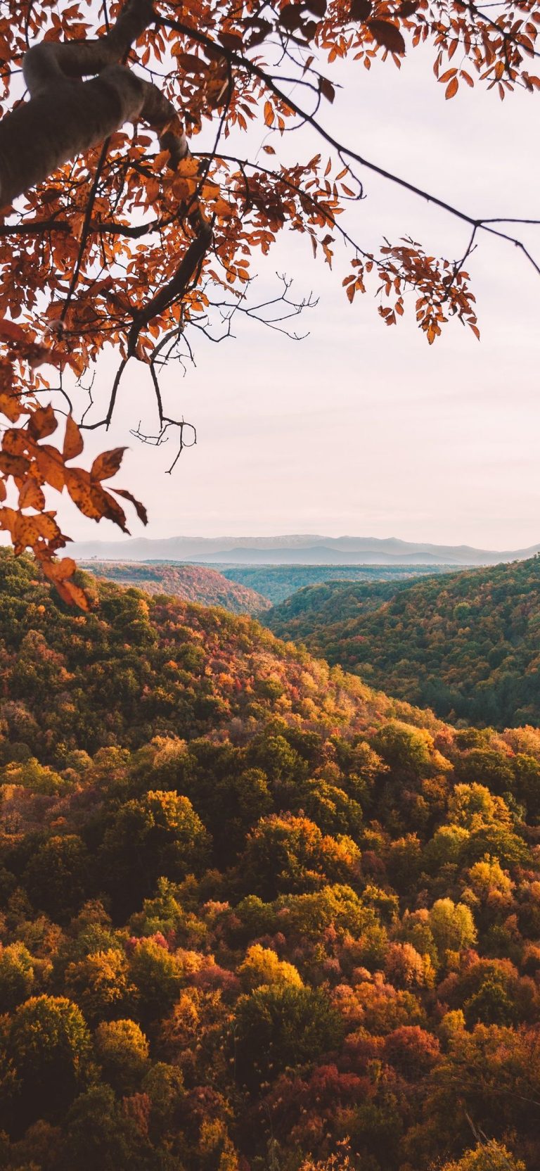 Autumn Phone Wallpaper