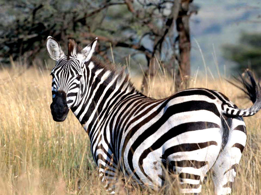 Zebras Pc Desktop Wallpaper HD