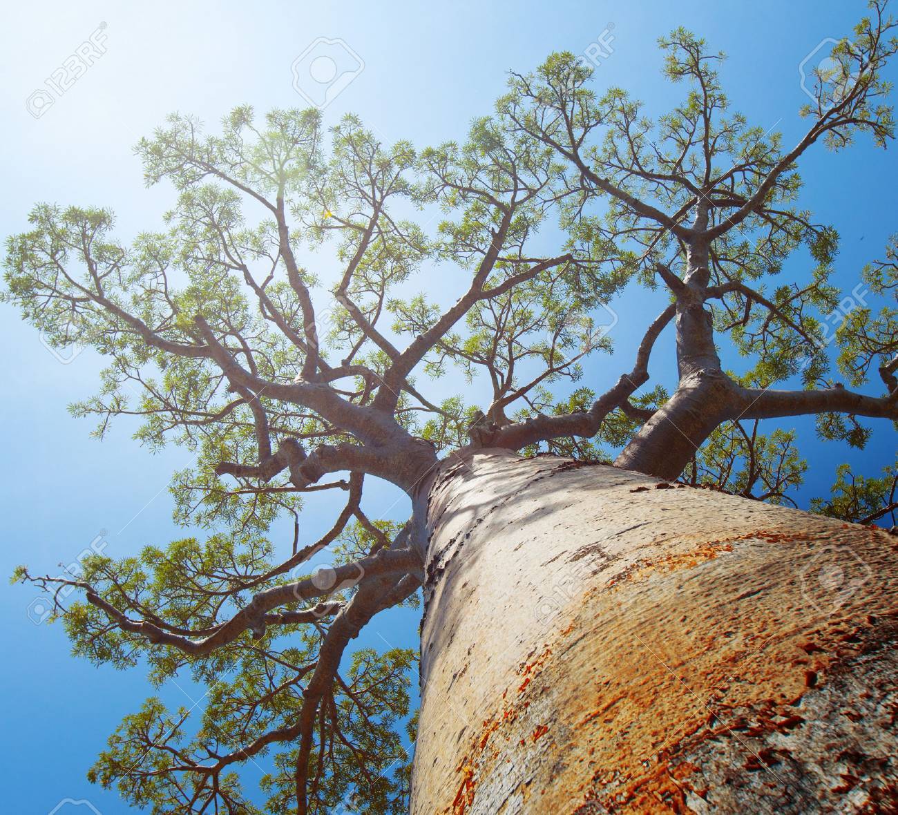 Baobab Tree With Green Leaves On A Blue Clear Sky Background