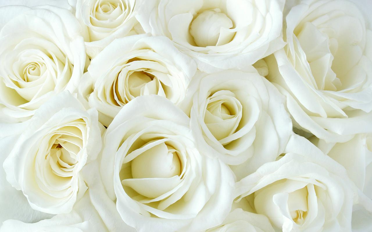 White Rose Live Wallpaper Android Apps On Google Play