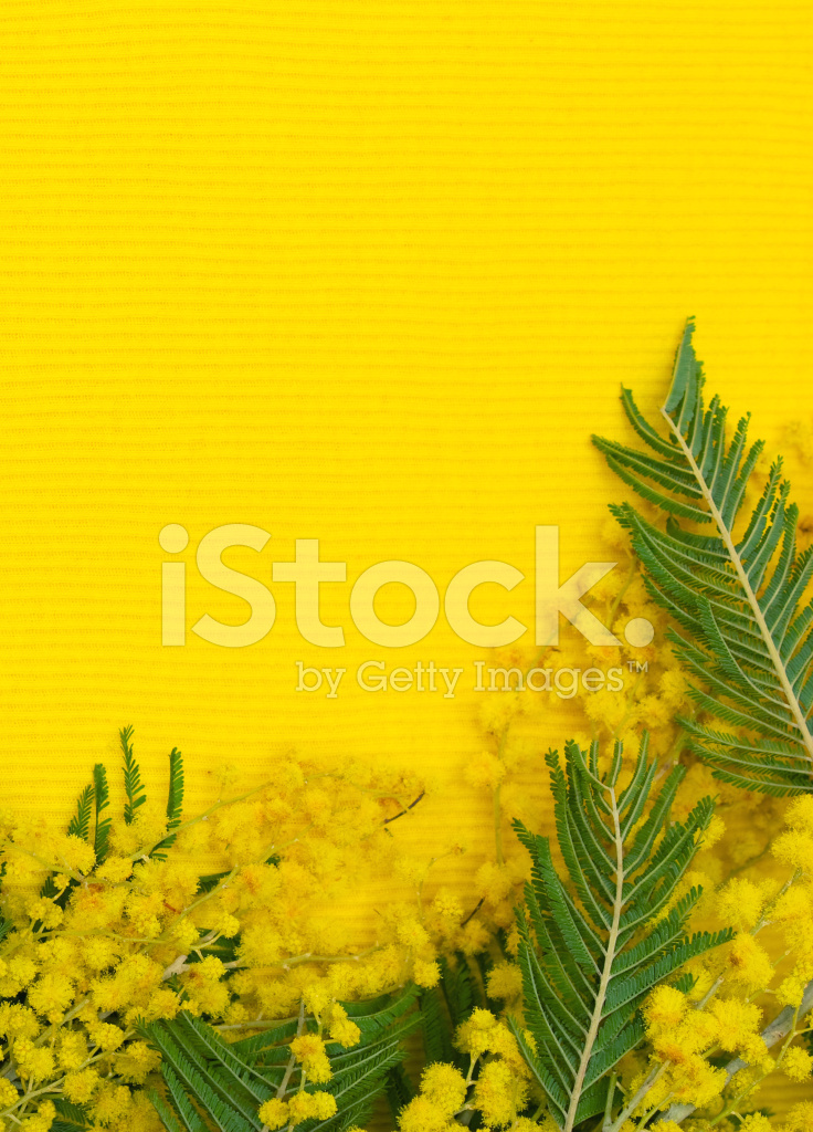 Yellow Background With Branch Of Mimosa Stock Photos Image