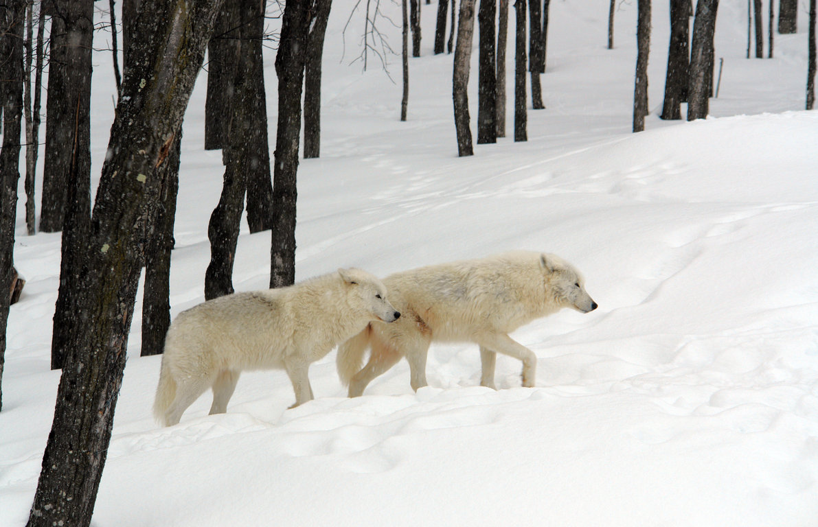 Arctic Beauty Wolves Wallpaper