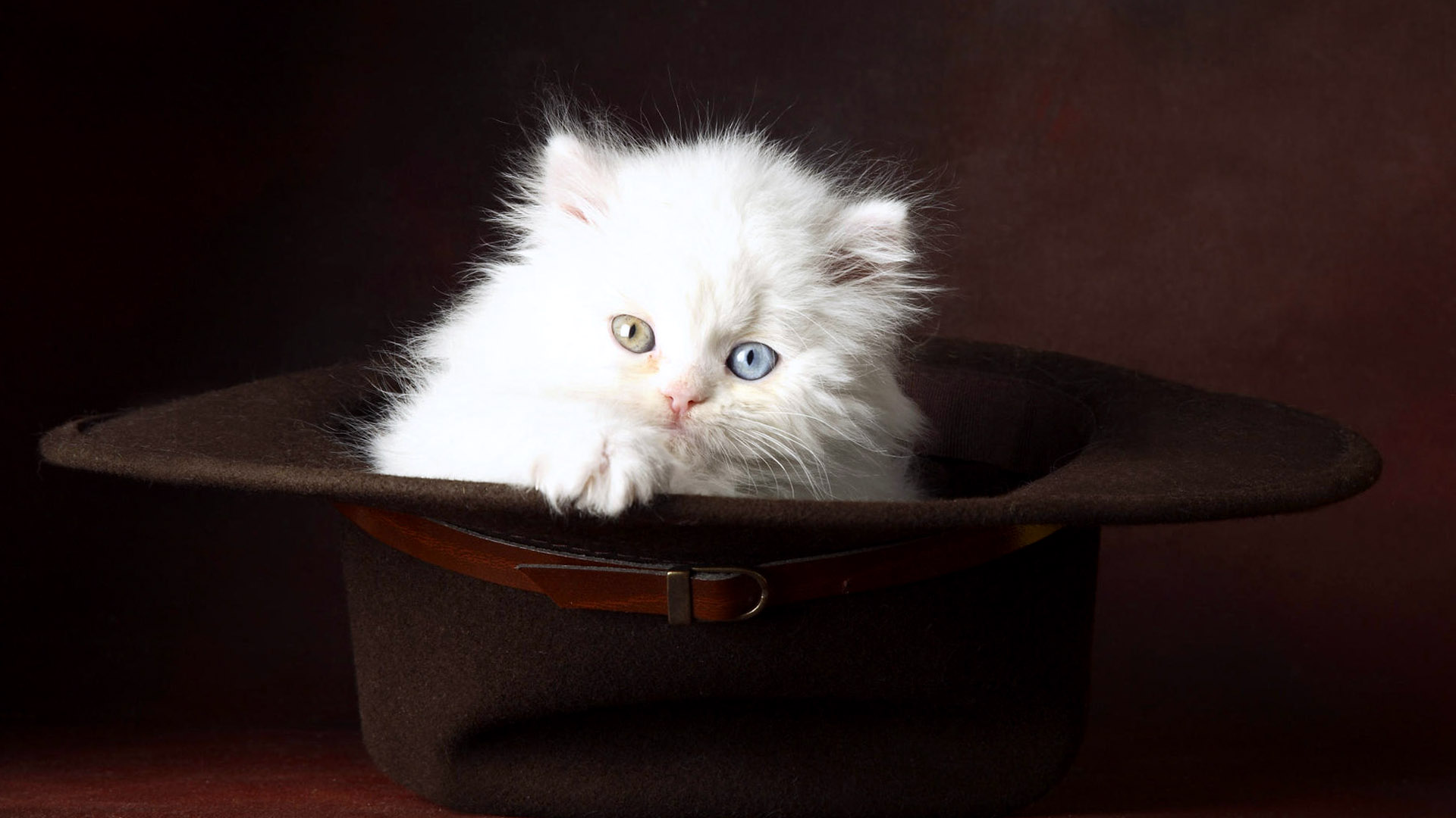 Baby White Cat In Black Hat Wallpapers HD