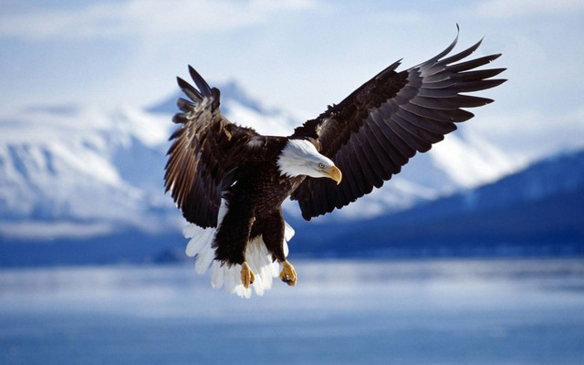 Labels American Eagles Posted By Salma Naz Wednesday April