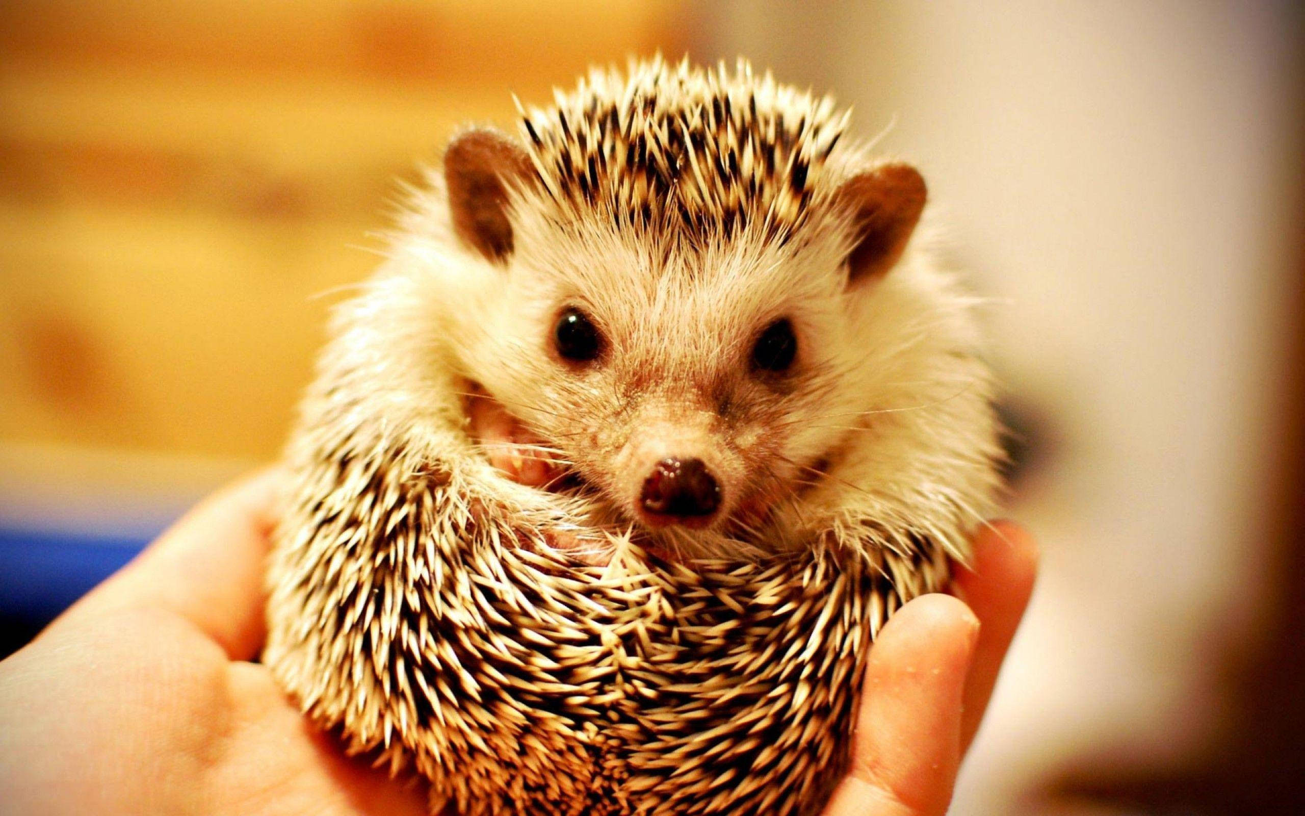 Cool Cute Porcupine Wallpaper