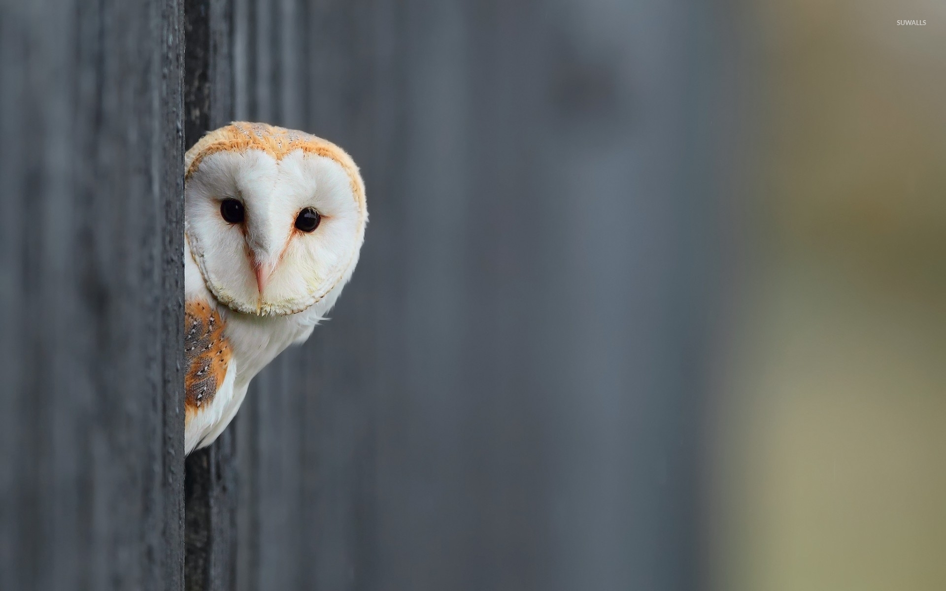Barn Owl Hiding Behind The Wooden Fence Wallpaper Animal