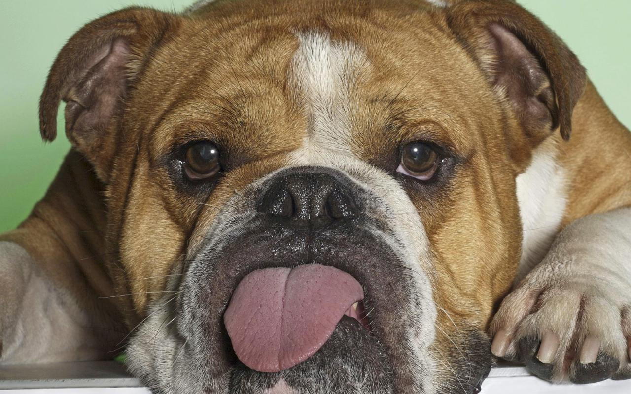 Ugly Dog Tongue Out Wallpaper HD Desktopinhq