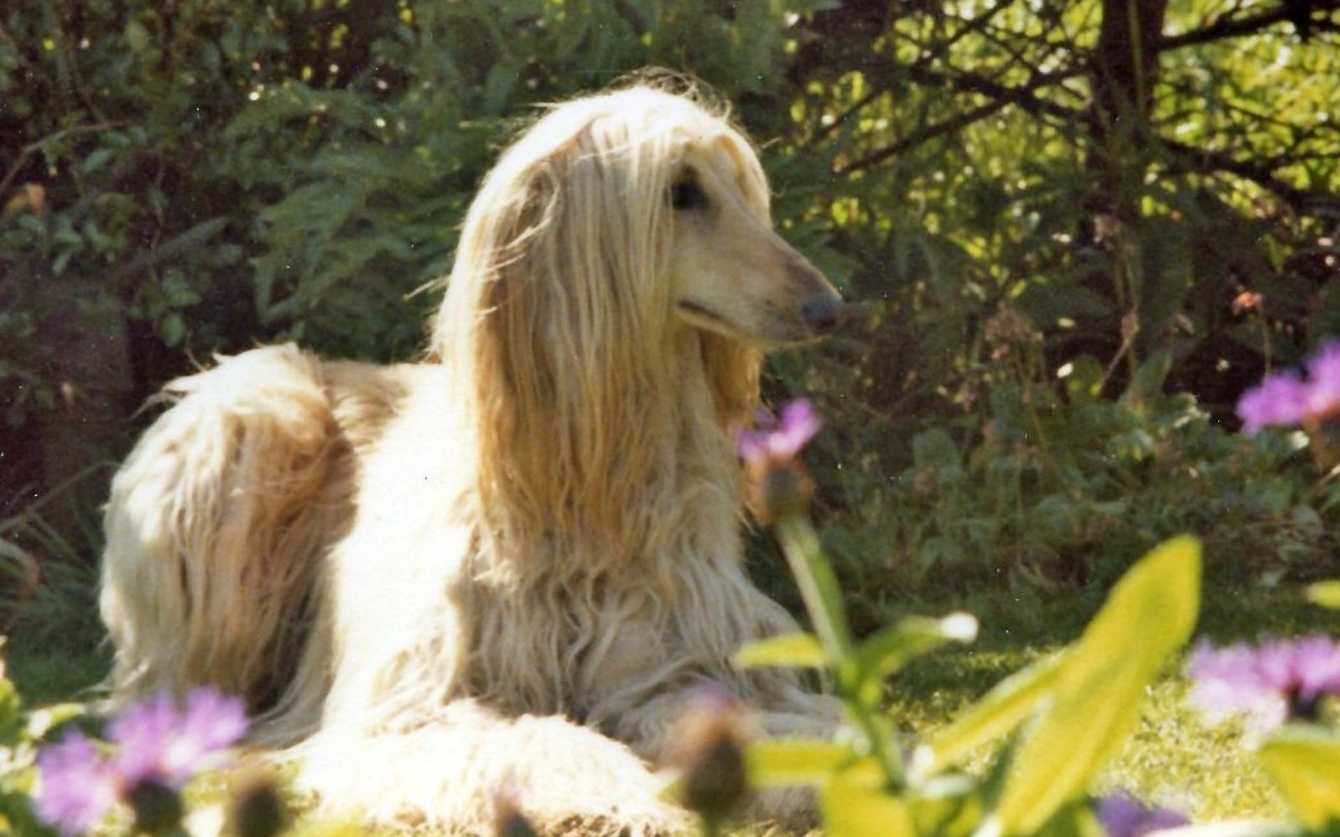 Afghan Hound HD Wallpaper Background Image Id