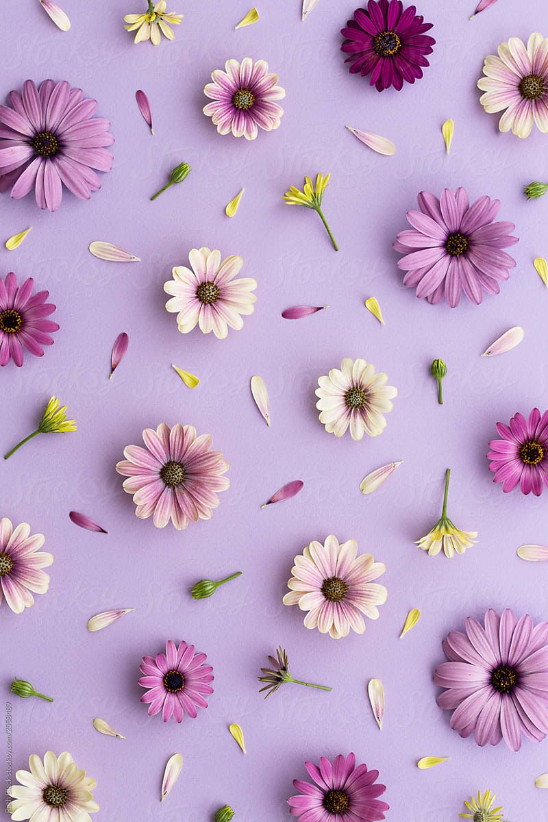 Purple Real Flower Background Wallpaper