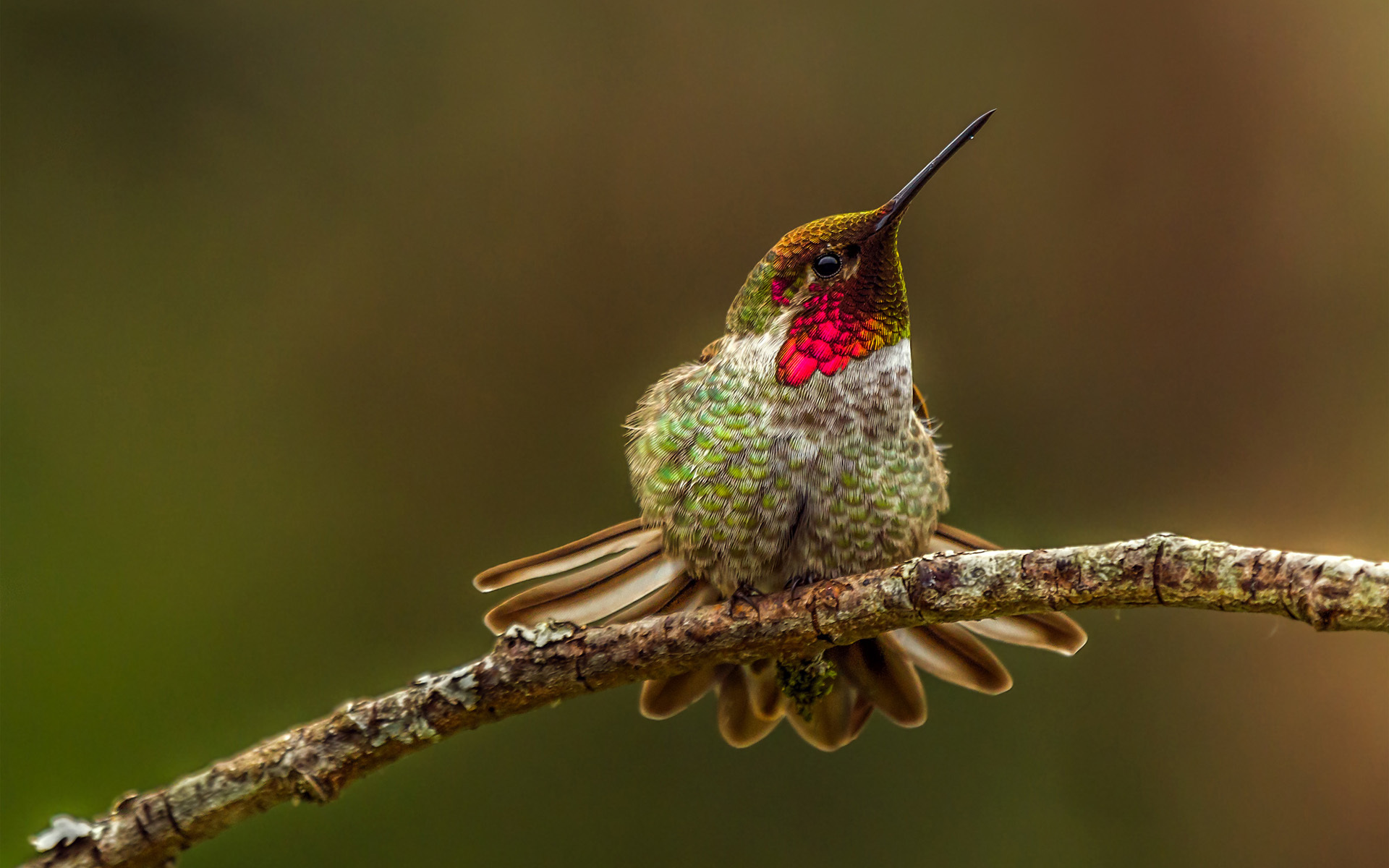Animals Bird Hummingbird Branch Opreneie Photo Background