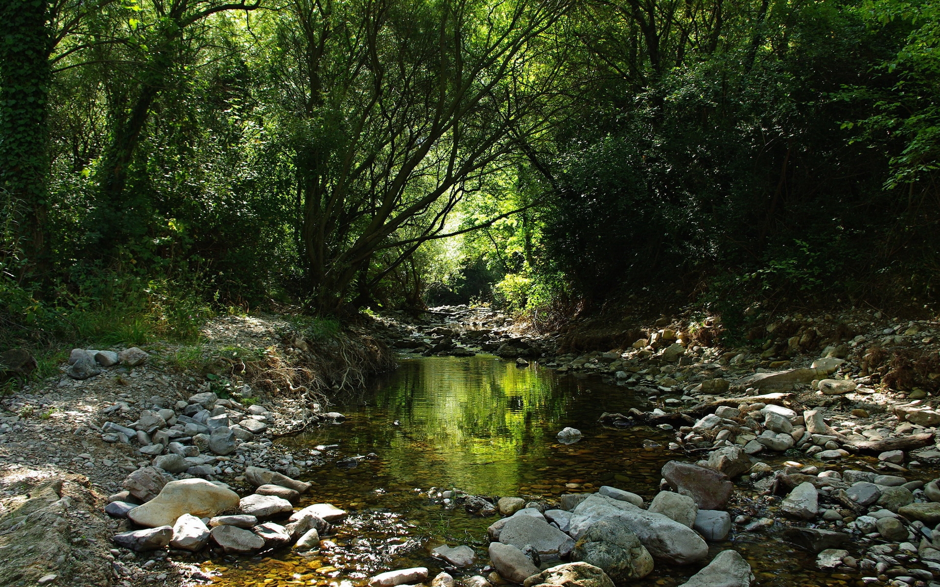 gloomwood forest stream