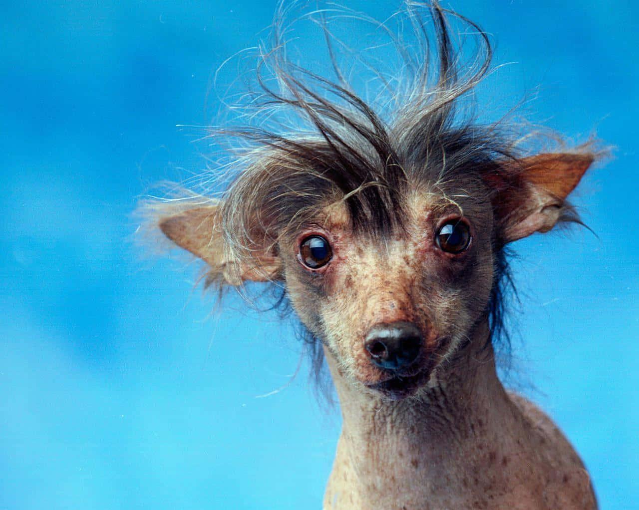 Download Harley Chinese Crested Ugly Dog Pictures