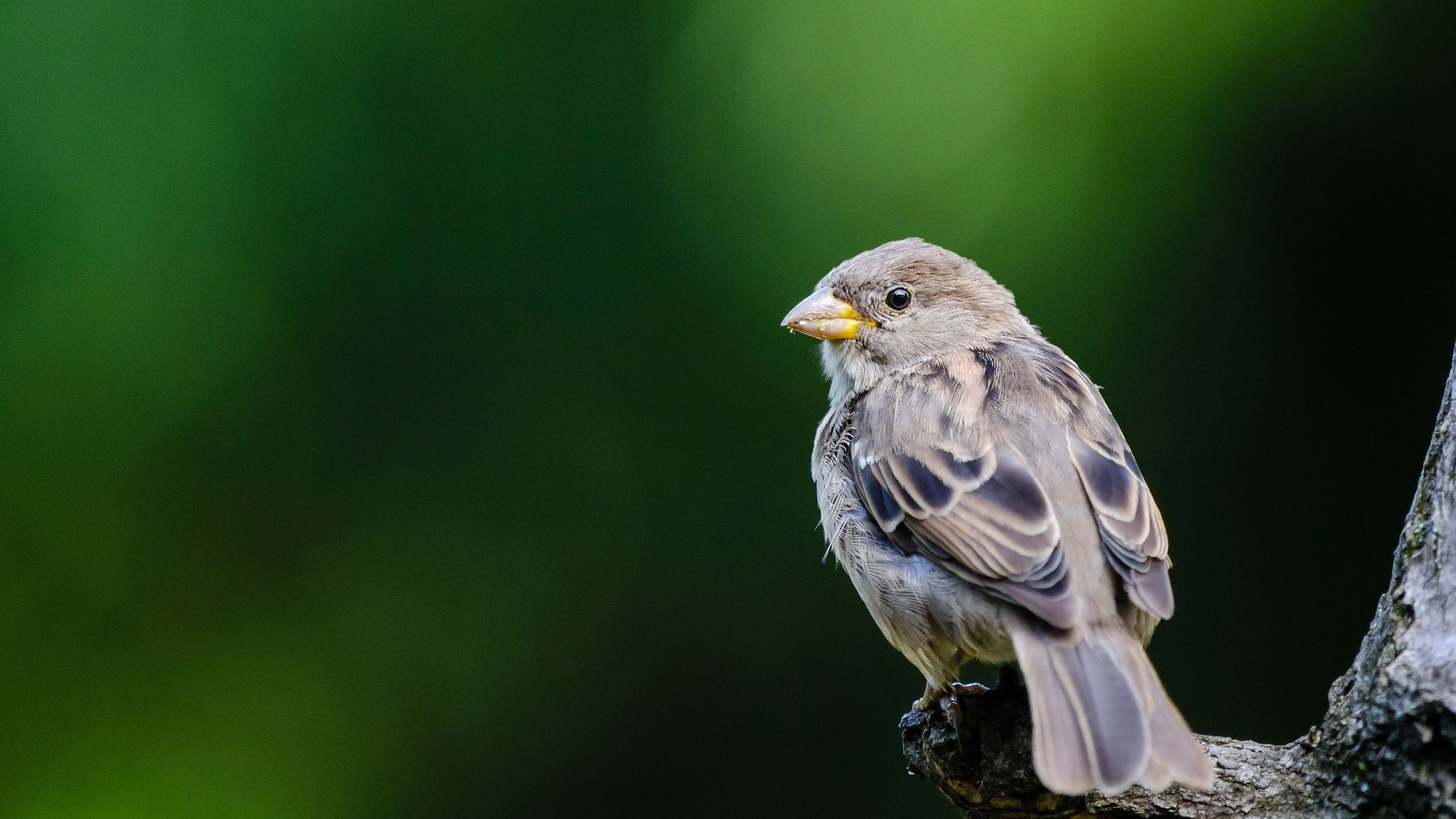 Desktop Wallpaper Cute Sparrow Bird Close Up HD Image Picture