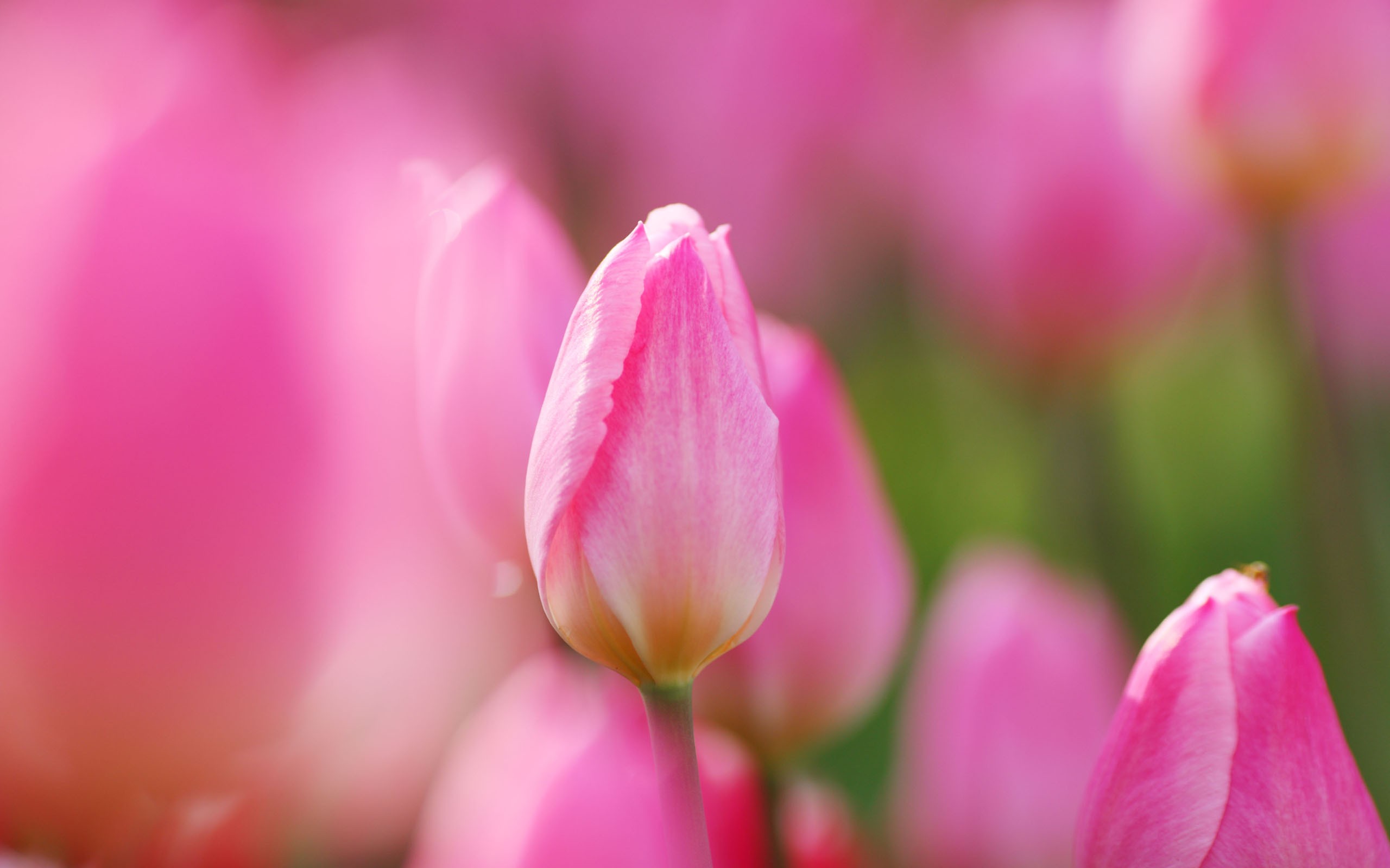 Pink Tulips Wallpaper Stock Photos