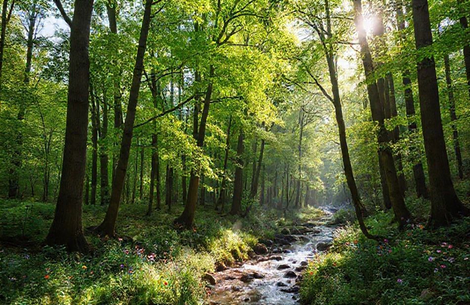 Nature Forest Wallpaper