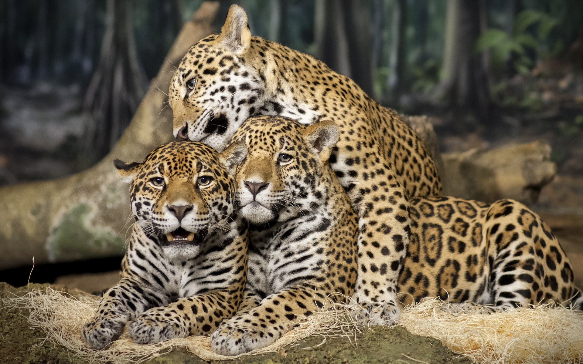 Majestic Jaguars Wallpaper