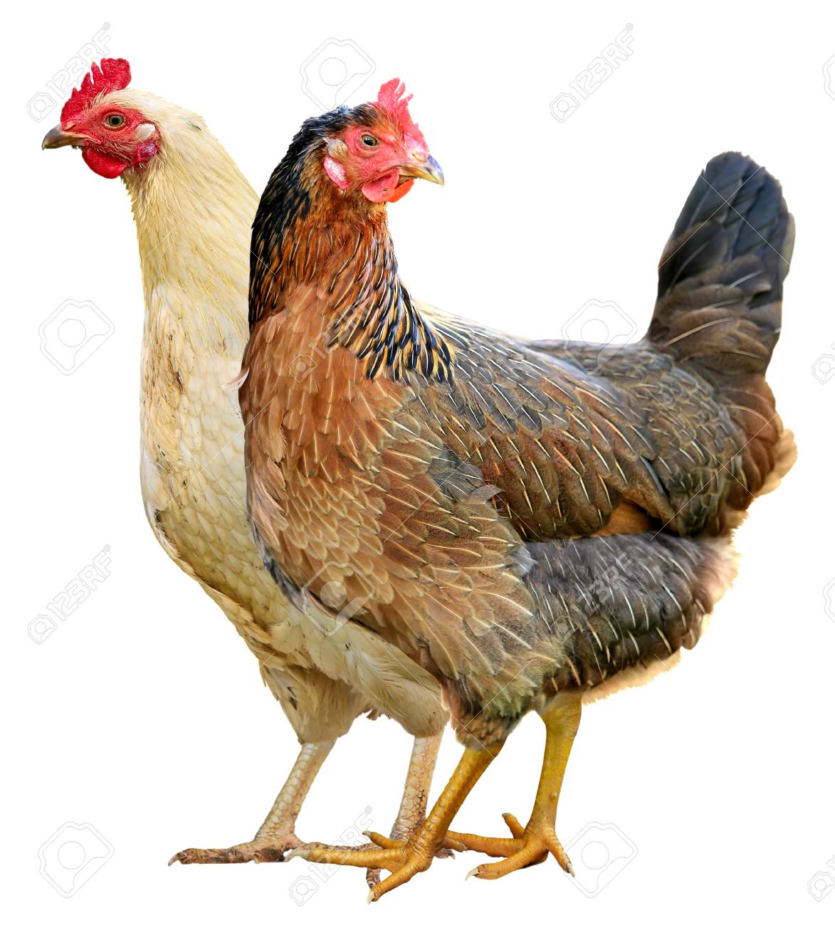 Two Chickens Isolated On A White Background Stock Photo Picture
