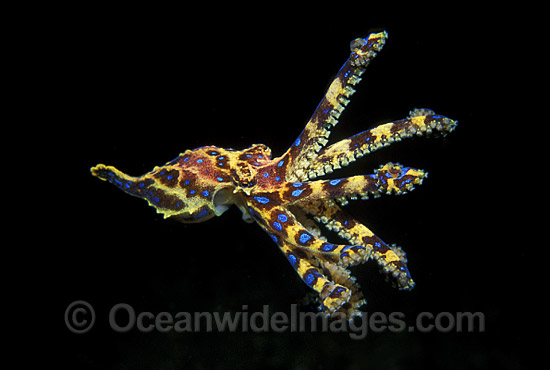 Blue Ringed Octopus Wallpaper Southern