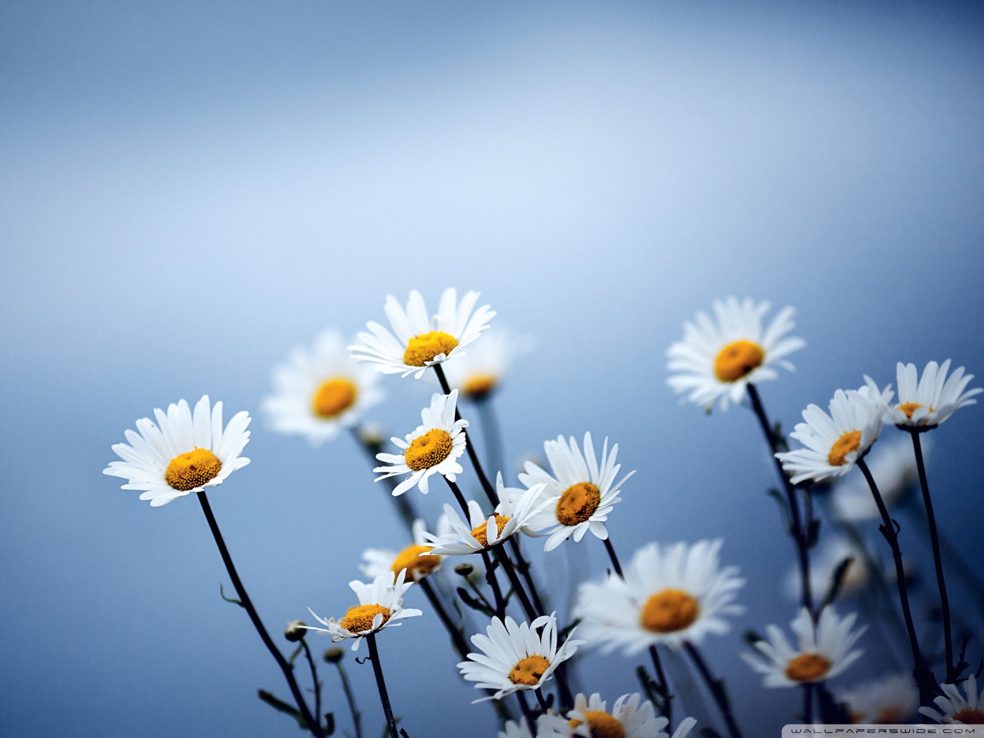 White Daisy Wallpaper Colors
