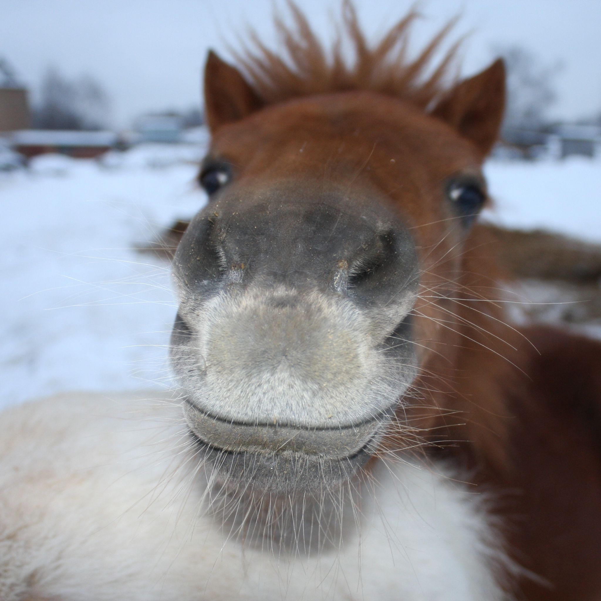 Horse Face Wallpaper