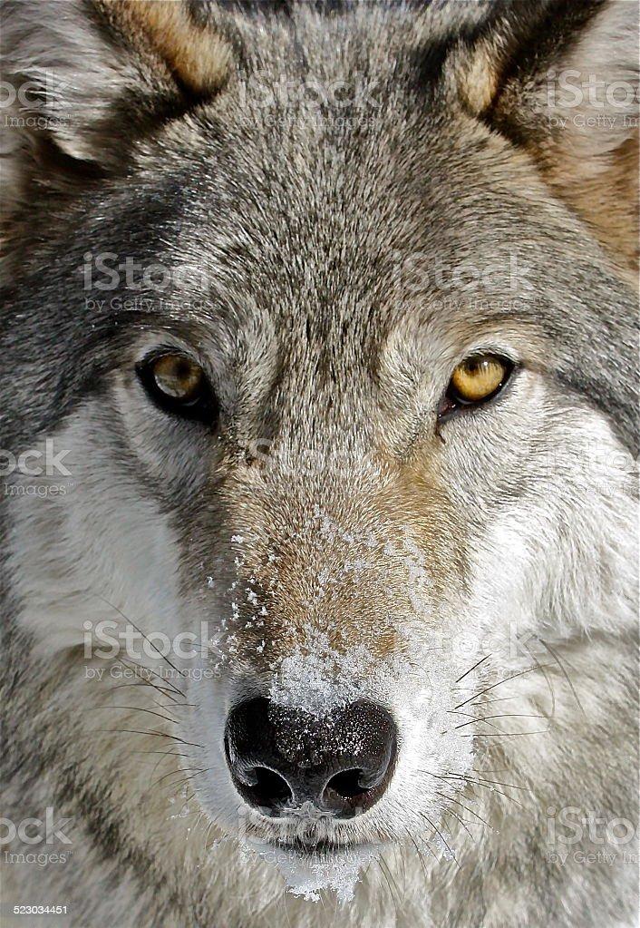 Grey Wolf Stock Photo   Download Image Now   Alertness Animal
