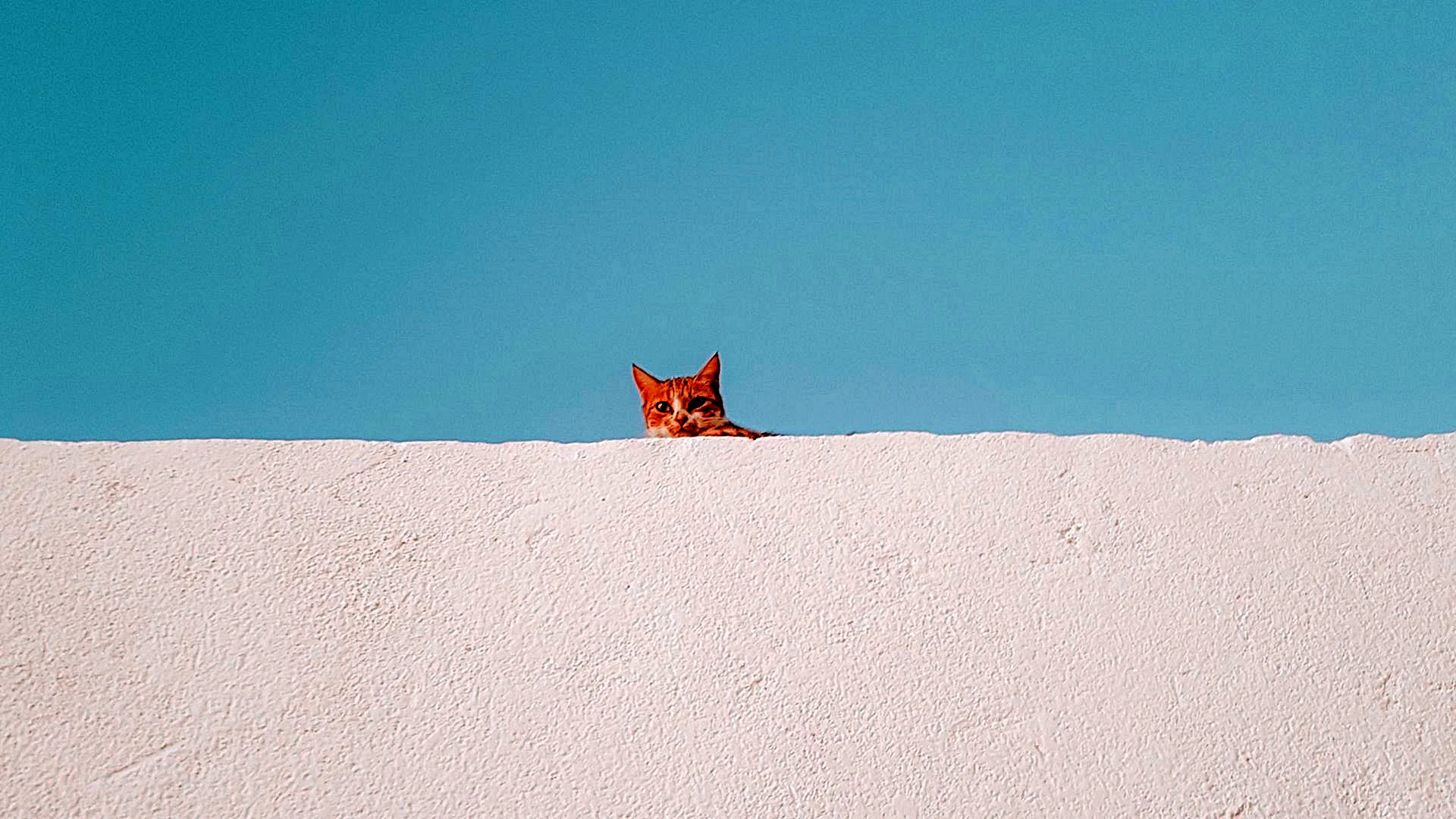 Aesthetic Animal Wallpaper
