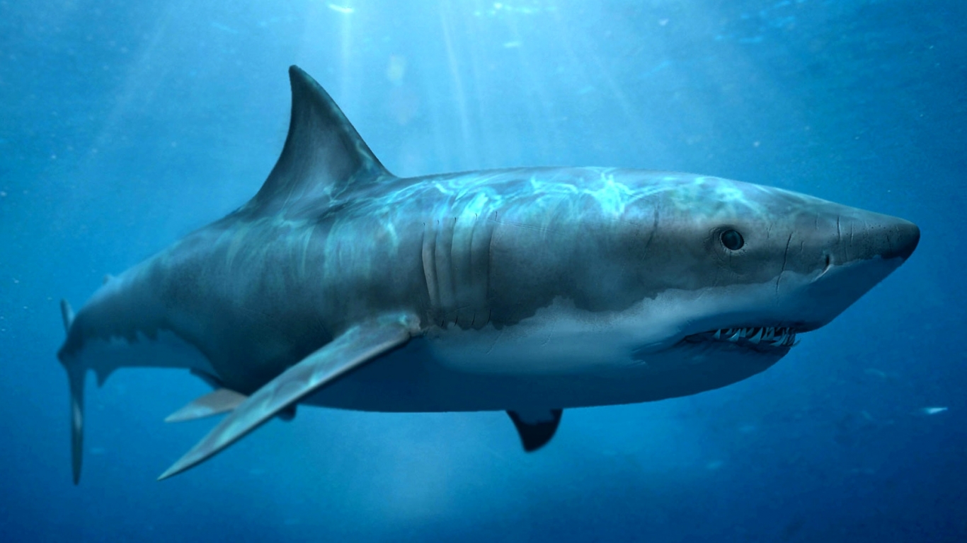 Sharks Megalodon Wallpaper Image Picture