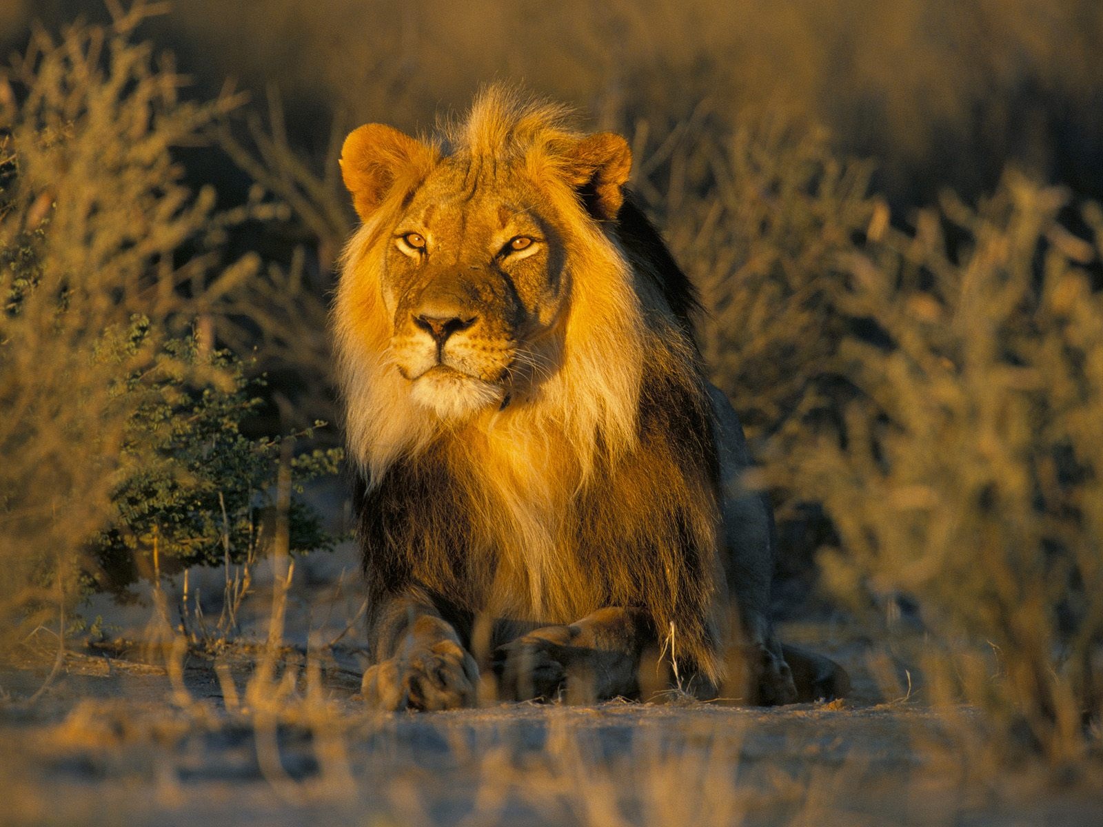 Majestic Male Lion at Sunset