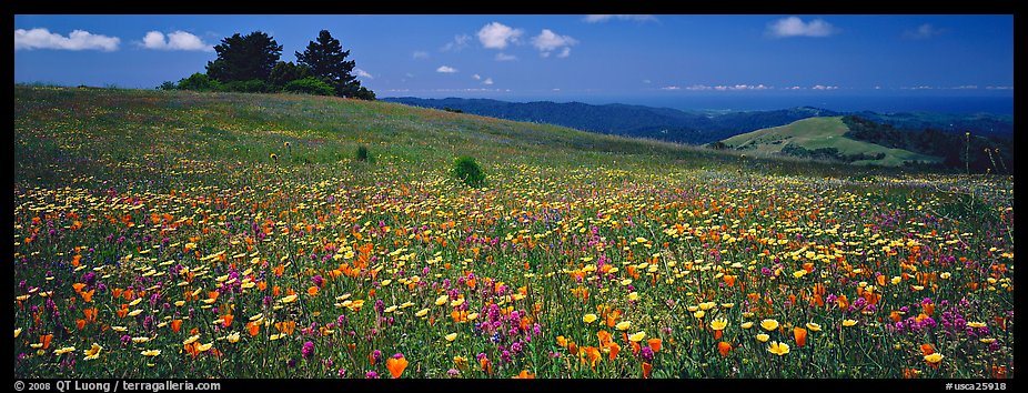 Panoramic Picture Photo Spring Landscape With Wildflower Carpet