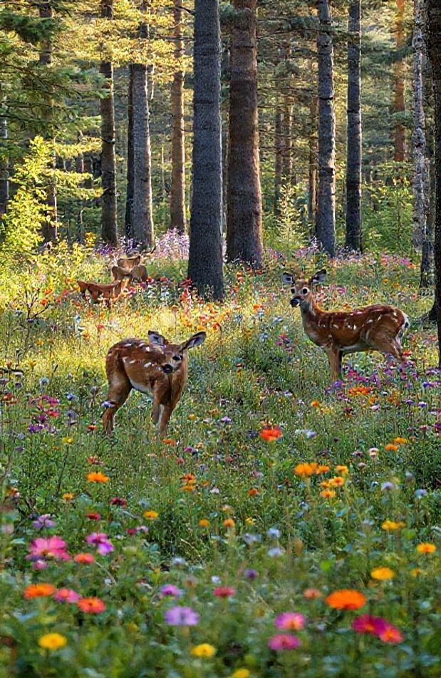 Live Animal Wallpaper