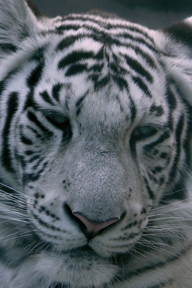  iPhone background White Tiger from category animals wallpapers for