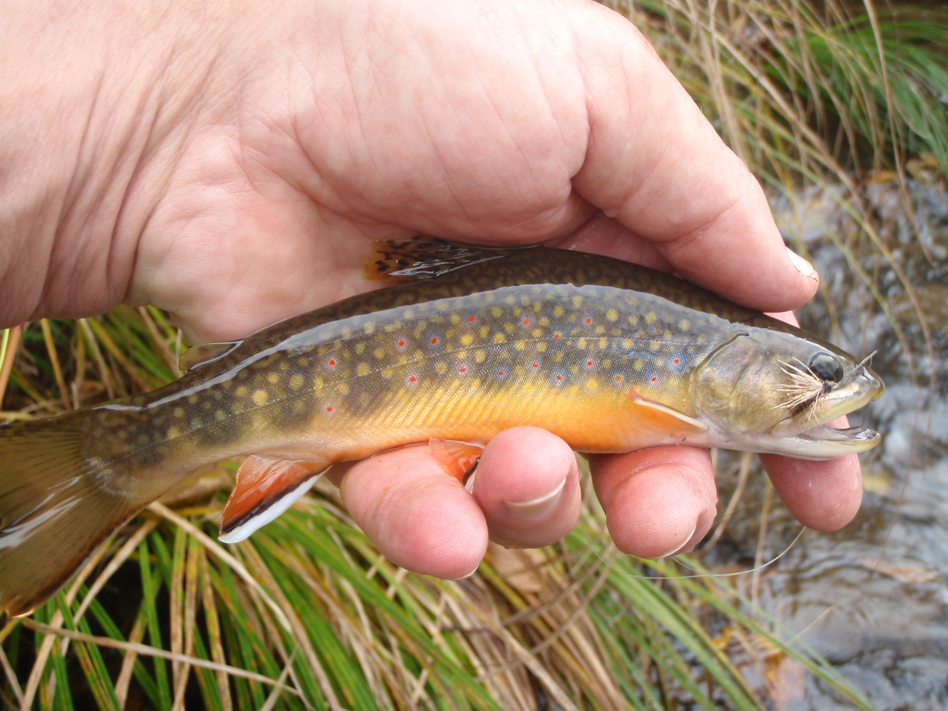 Brook Trout Skin For Basics