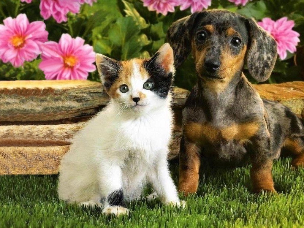Puppy With White Kitten Wallpaper S Puter Dogs