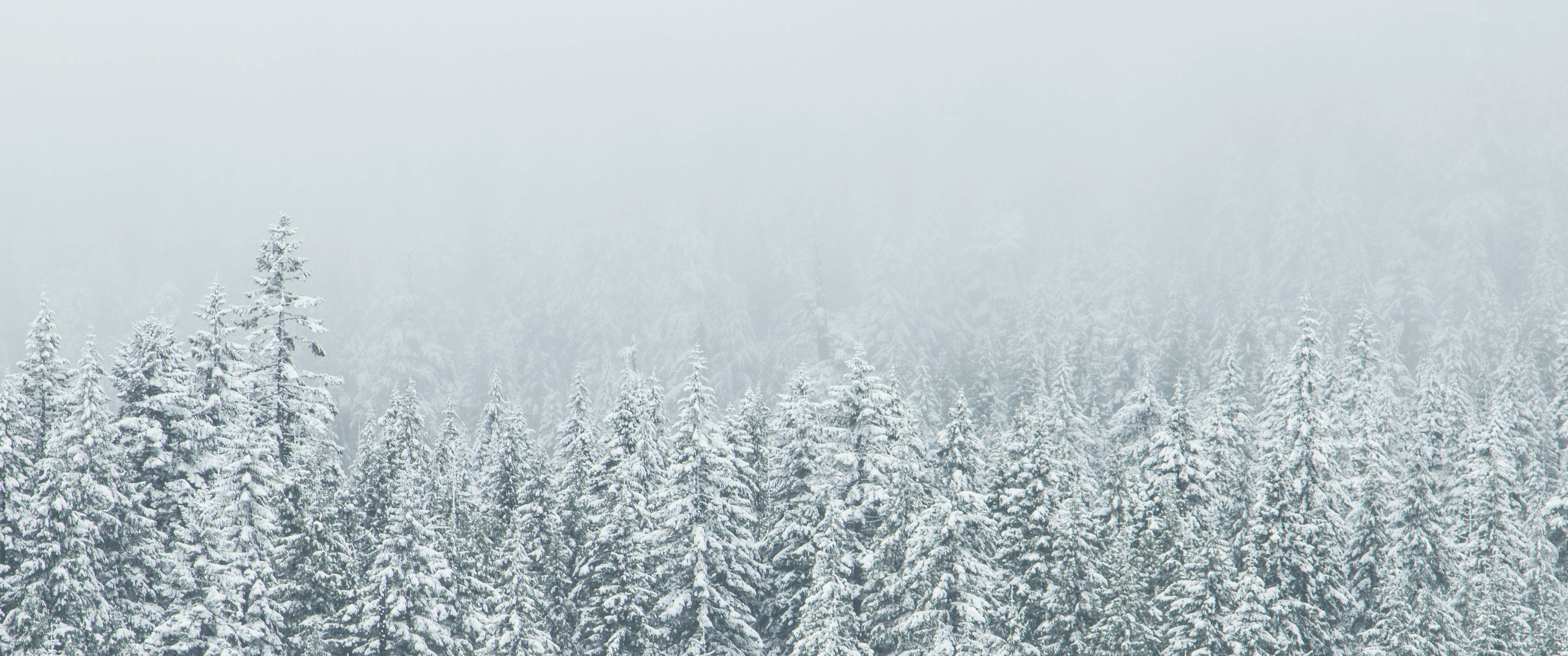 Snow Covered Trees Wallpaper Ultrawide Monitor