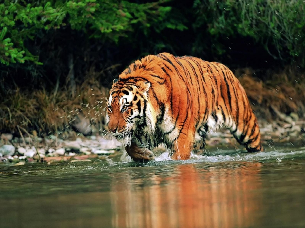 Animals Siberian Tiger Desktop Wallpaper Nr By