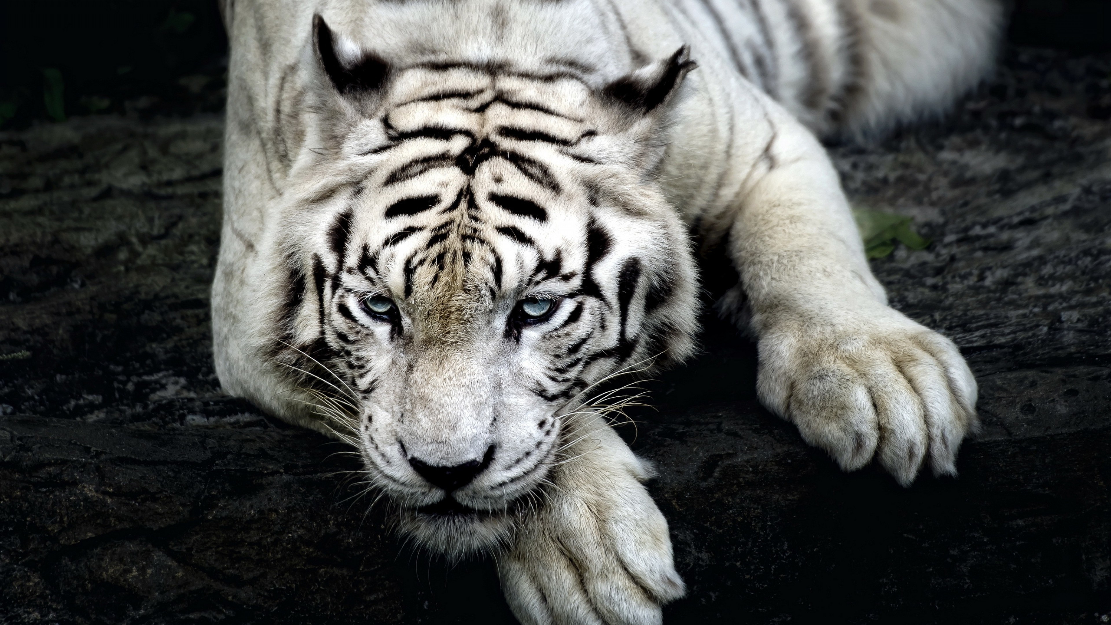 A majestic white tiger resting on a dark rock, its blue eyes gazing intently