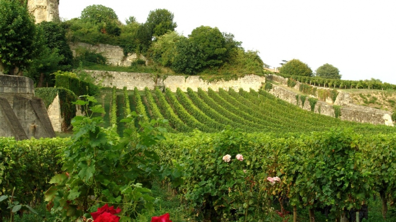 Vineyard Wallpaper And Image Pictures Photos