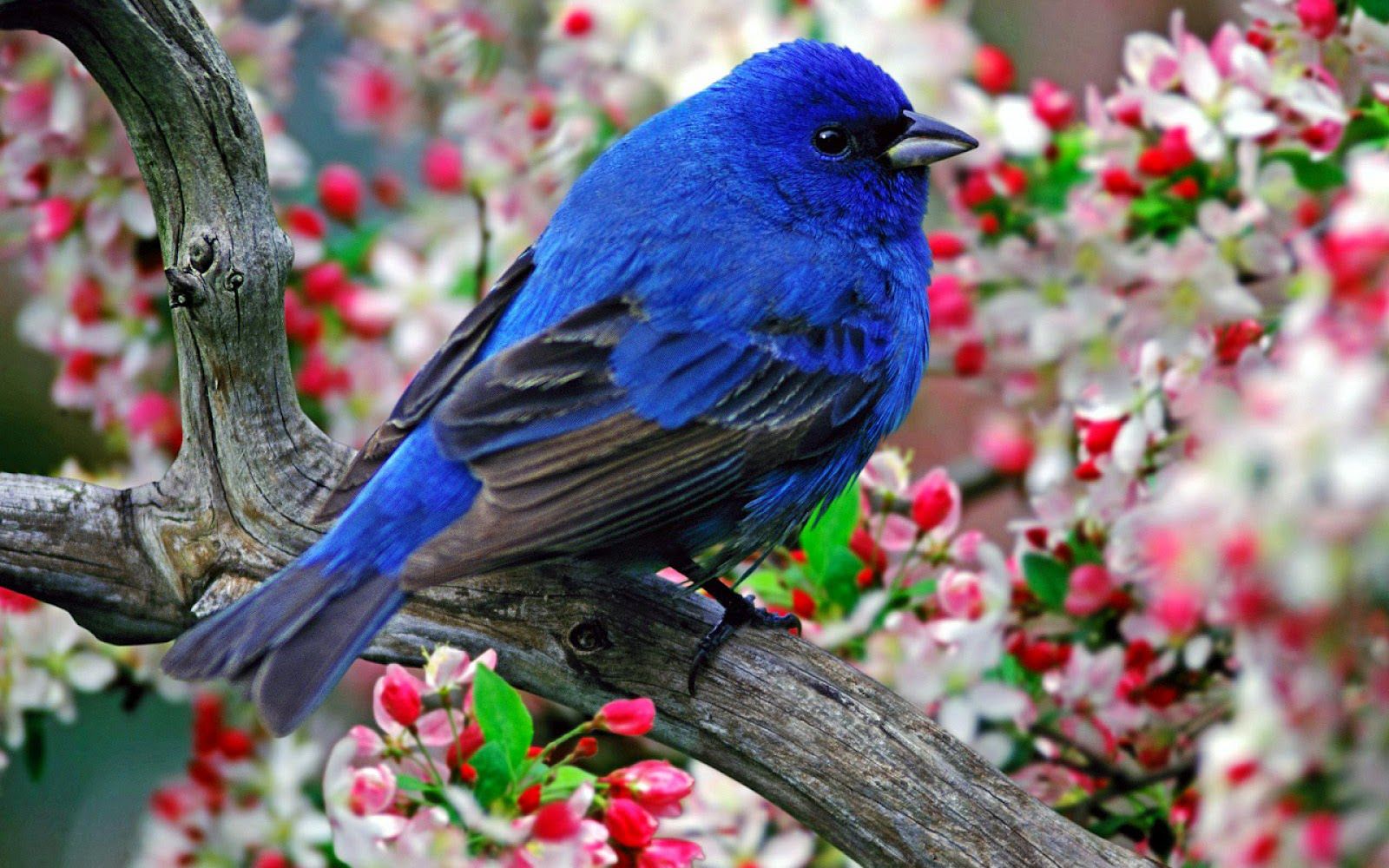 Beautiful Birds HD Widescreen Desktop Background Wallpaper