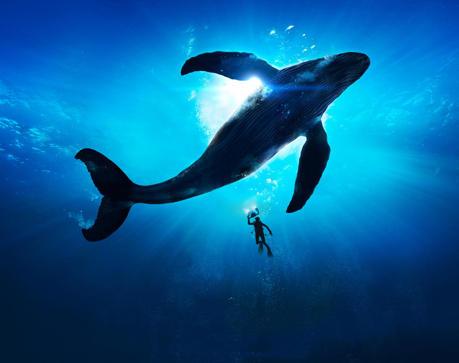 S8 whale wallpaper Samsung Galaxy S8