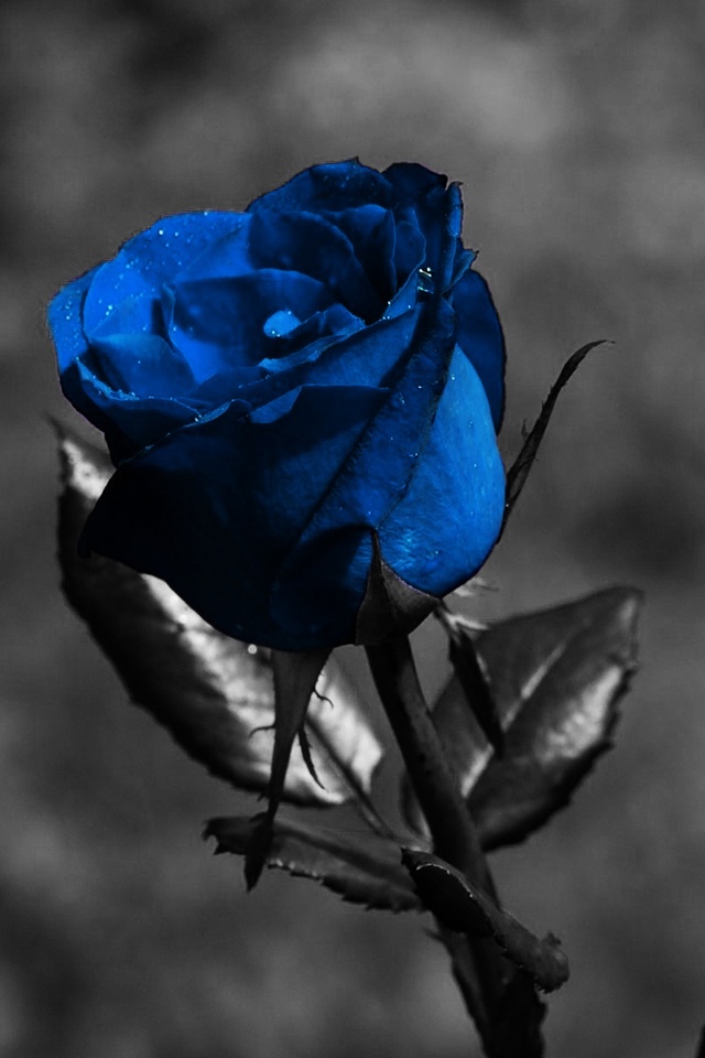 Blue Rose iPhone Wallpaper For My
