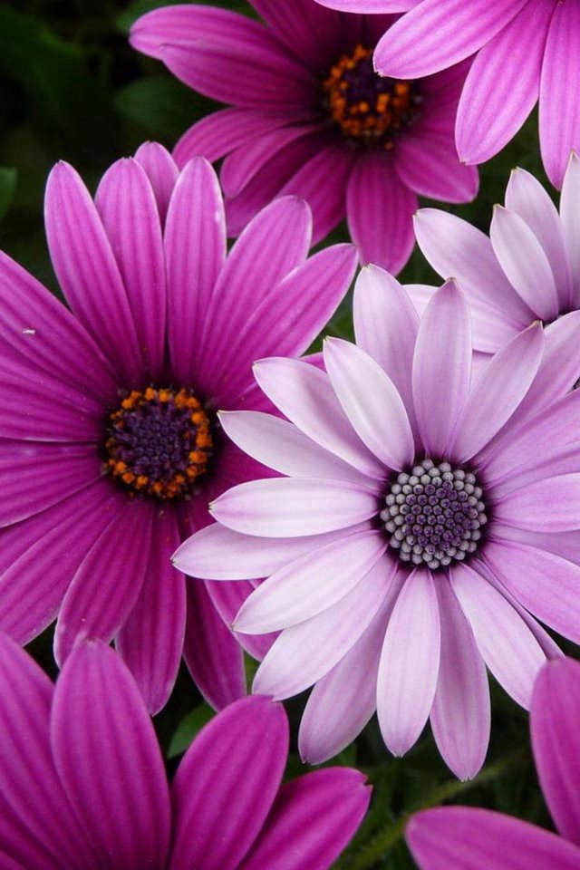 Iphone Wallpaper High Quality Flowers : We have 71+ amazing background