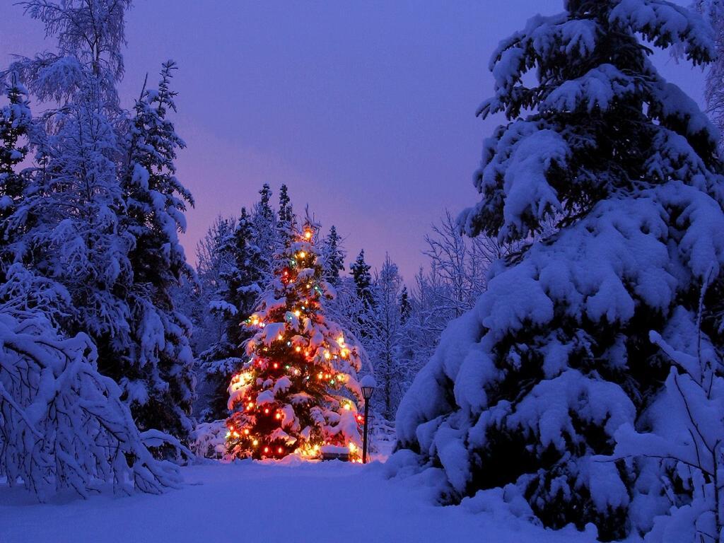 Snowy Christmas Tree Wallpaper Background Desktop