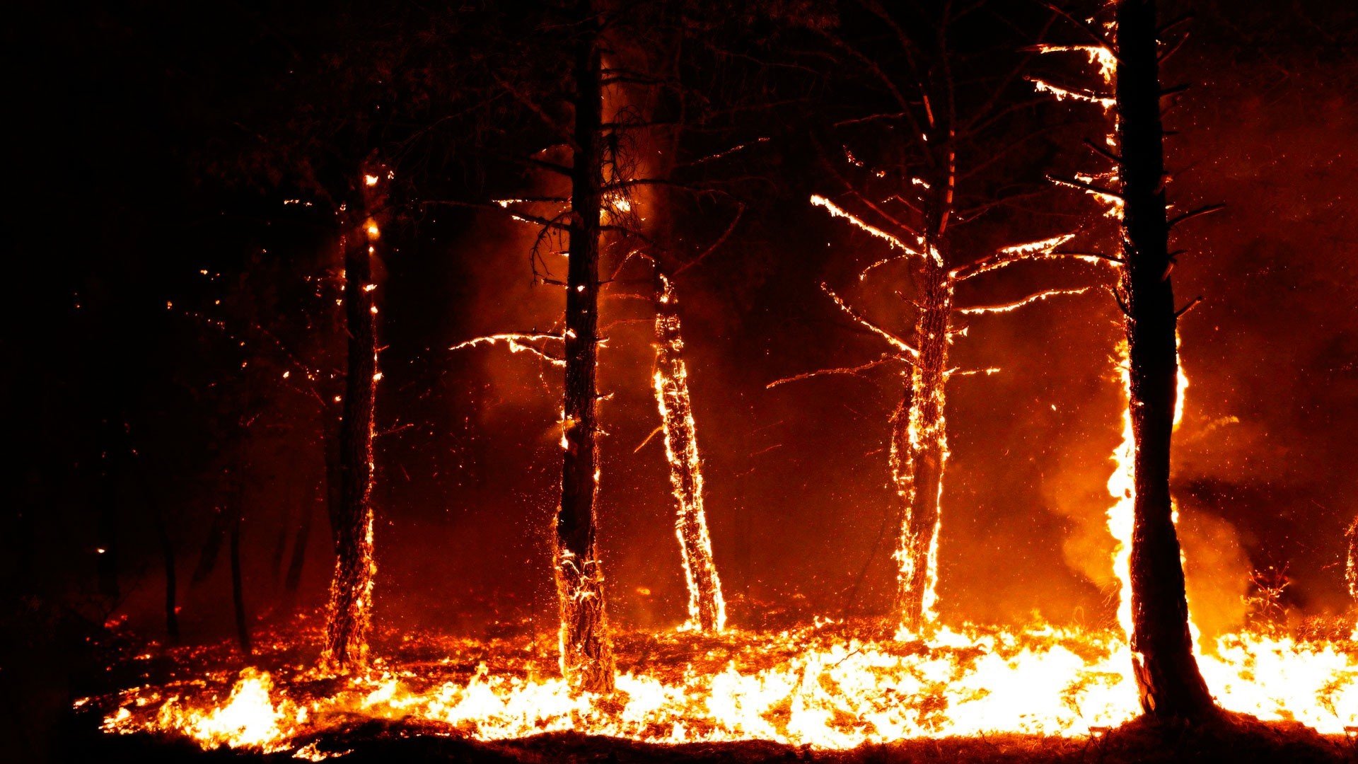 Forest Fire Flames Tree Disaster Apocalyptic Wallpaper