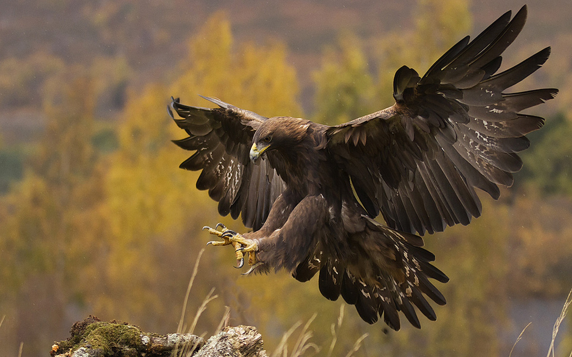 30 Golden Eagle HD Wallpapers and Backgrounds