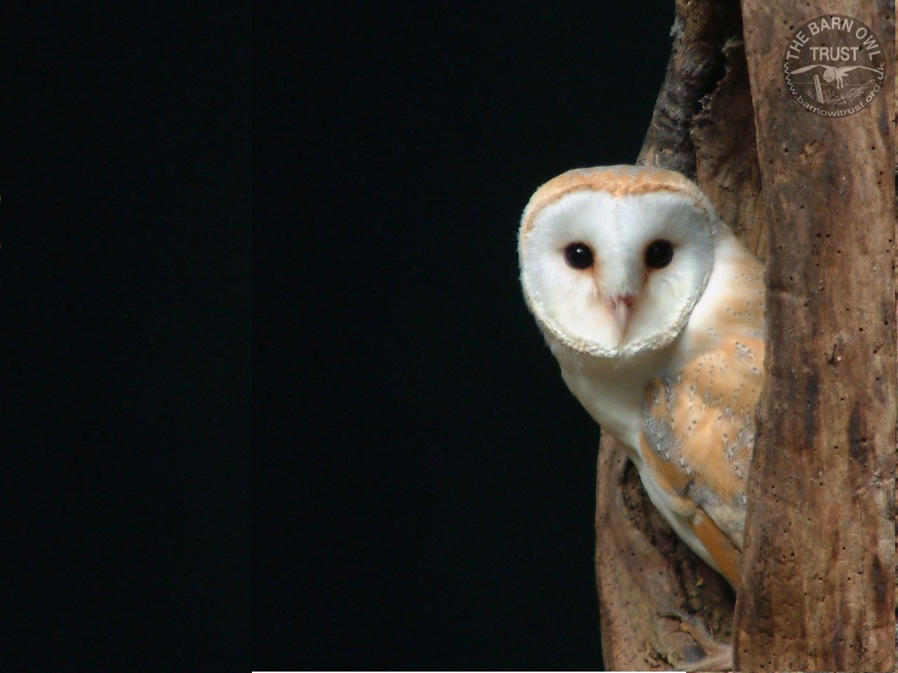 There Are More Than Different Species Of Barn Owl Found Across