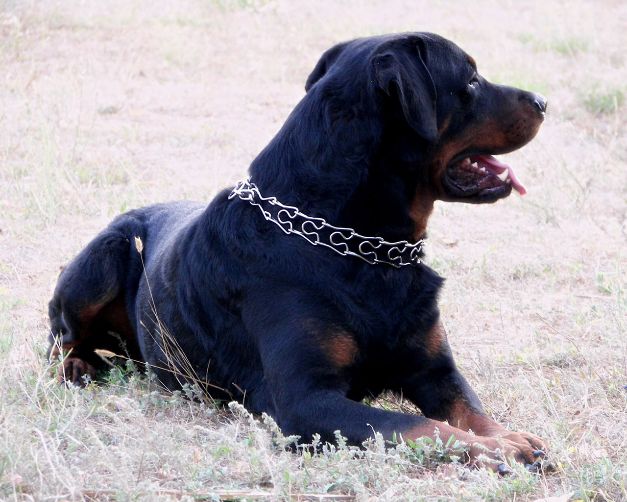 Rottweiler Wallpapers And Pictures To Your Computer